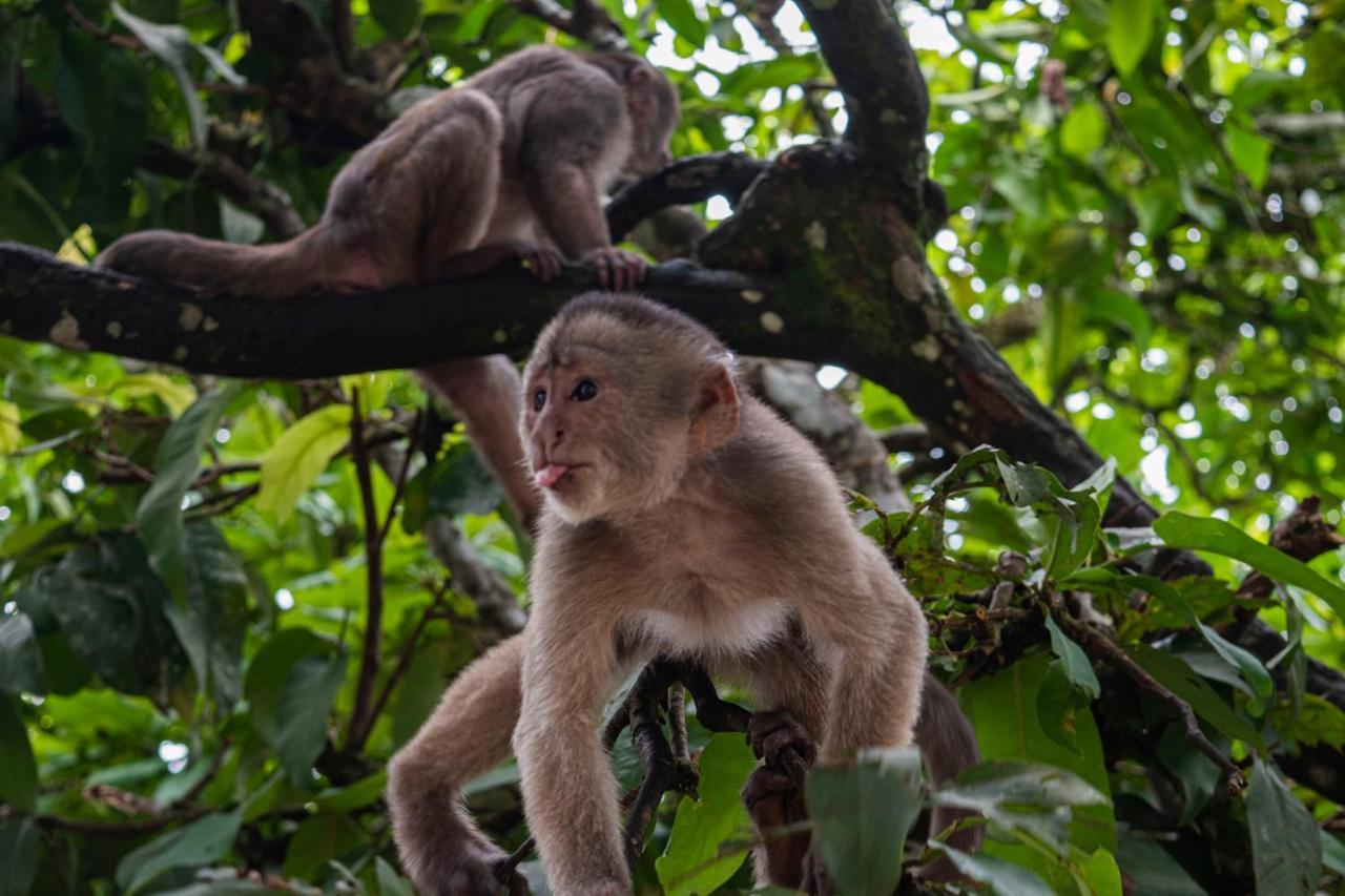 Suchipakari Amazon Eco -Lodge & Jungle Reserve Puerto Misahuallí المظهر الخارجي الصورة