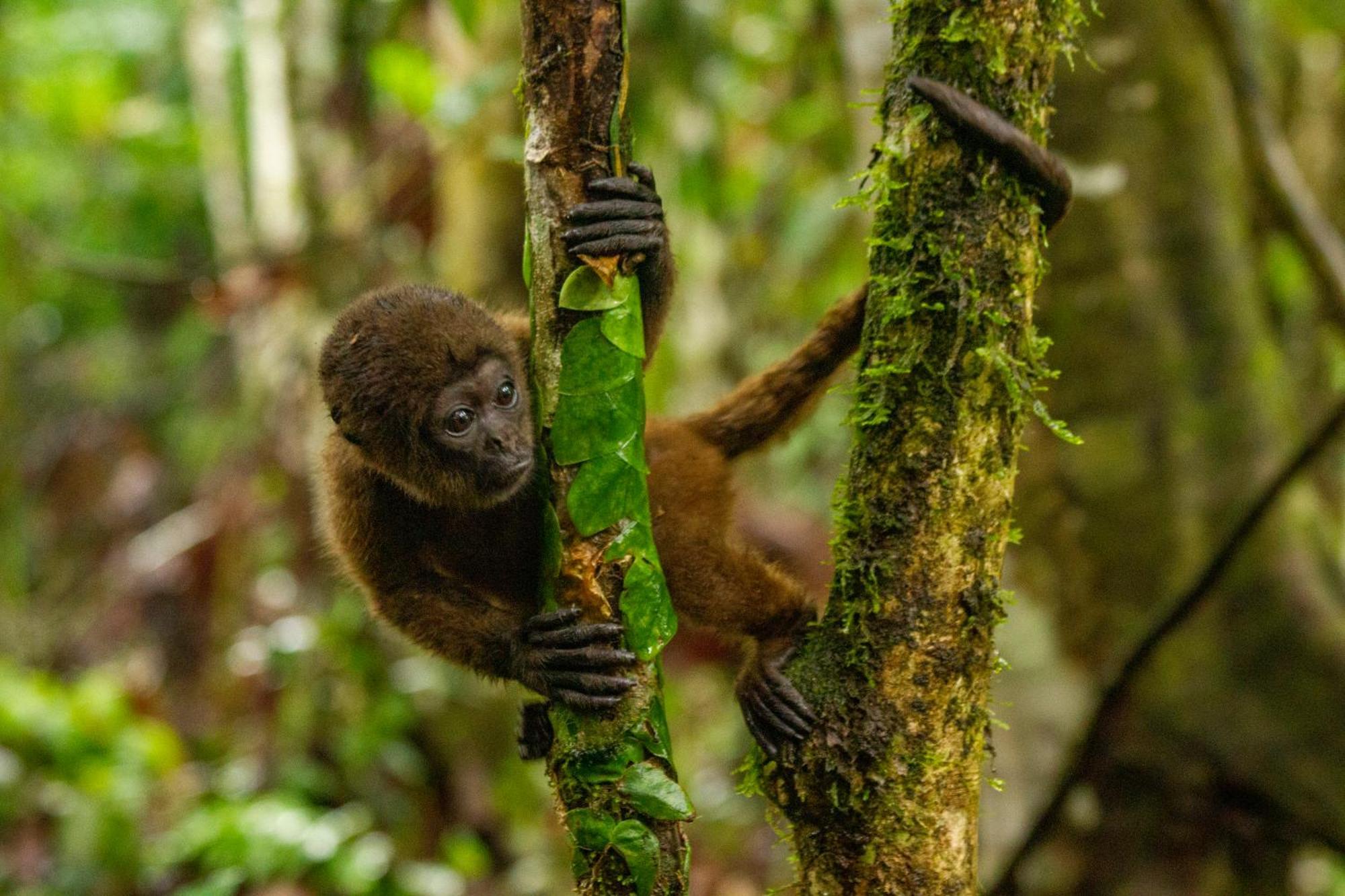 Suchipakari Amazon Eco -Lodge & Jungle Reserve Puerto Misahuallí المظهر الخارجي الصورة