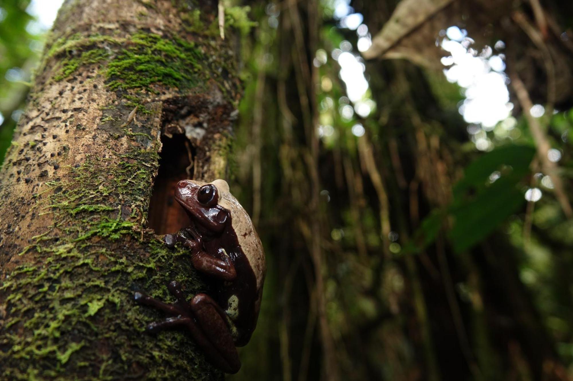 Suchipakari Amazon Eco -Lodge & Jungle Reserve Puerto Misahuallí المظهر الخارجي الصورة